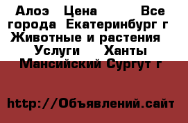 Алоэ › Цена ­ 150 - Все города, Екатеринбург г. Животные и растения » Услуги   . Ханты-Мансийский,Сургут г.